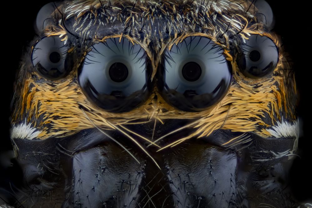 Photograph by Walter Ferrari