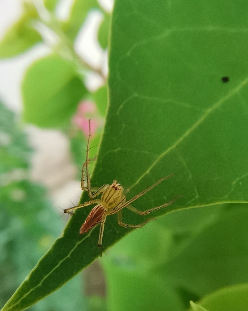 Photograph by Anil Yadav