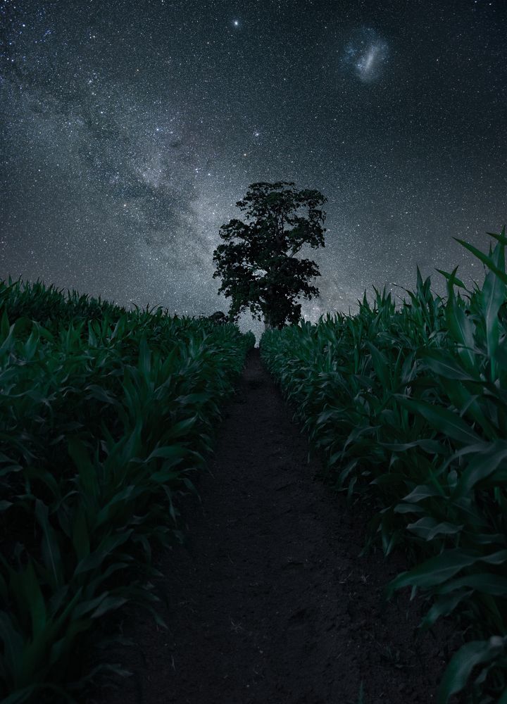 Nightscape among the Corn and the MilkyWay