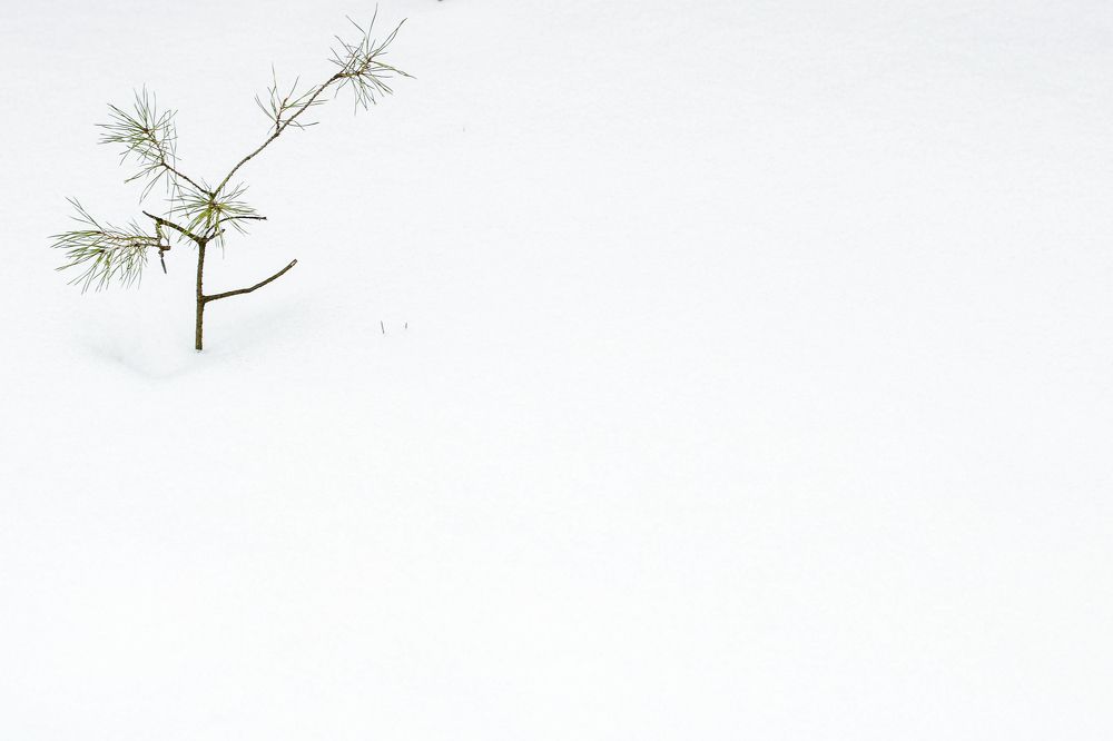 Photograph by Людмила Аксенова