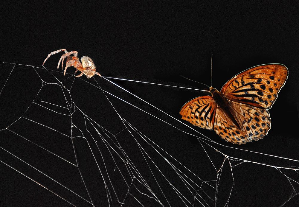 Photograph by Игорь Шадрин