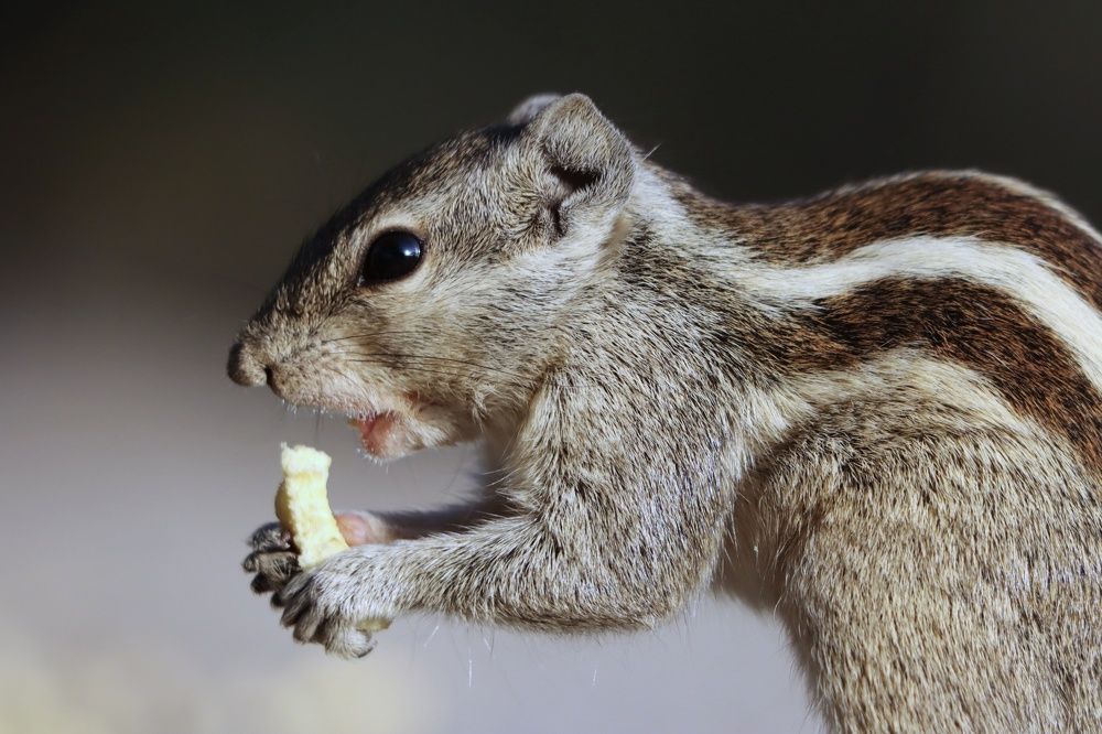 Photograph by Sugha Bapodara