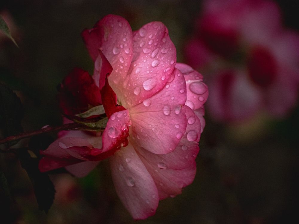 Photograph by mikhail goryachev