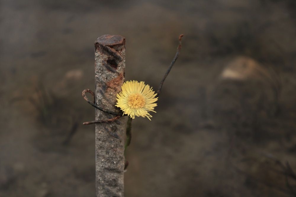 Photograph by Инна Карасева