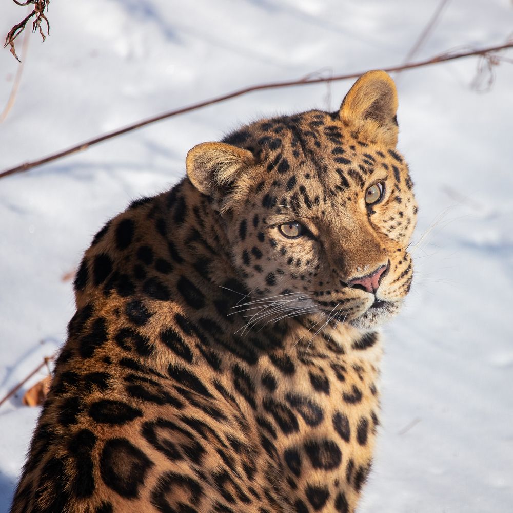 Photograph by Евгения Журавлева