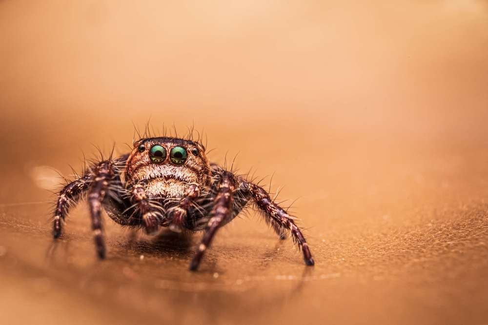 Photograph by Kiran Vasudevamurthy