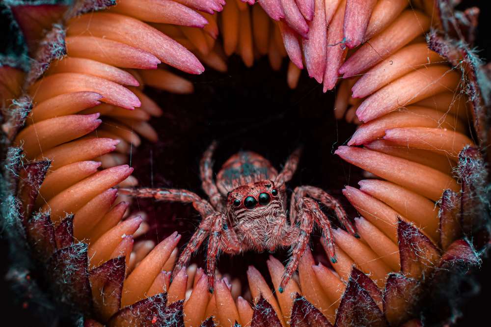 Photograph by Kiran Vasudevamurthy