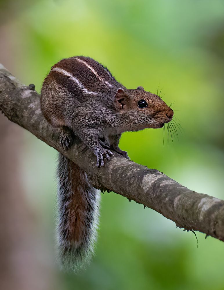 Beauty and the Rodent