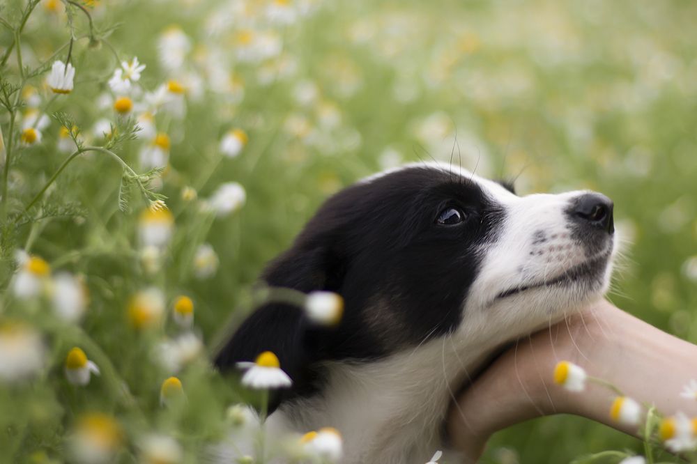 Photograph by Дарья Ващенко-Панкина