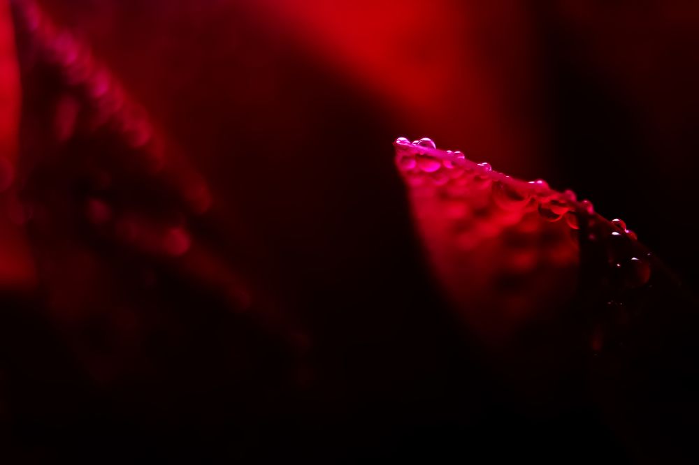 Photograph by Алексей Чепенко