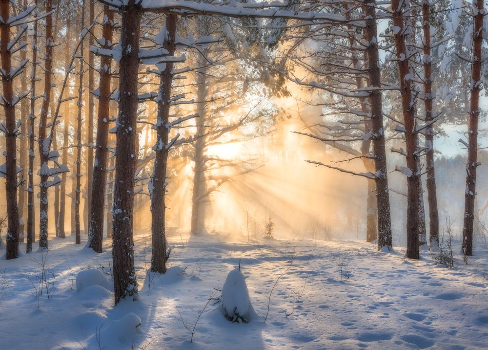 Photograph by Максим Сухов