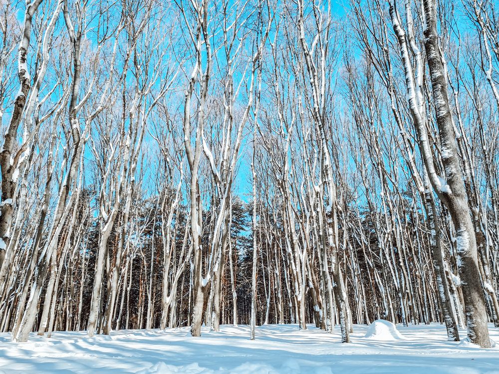 Photograph by Мария Шамина