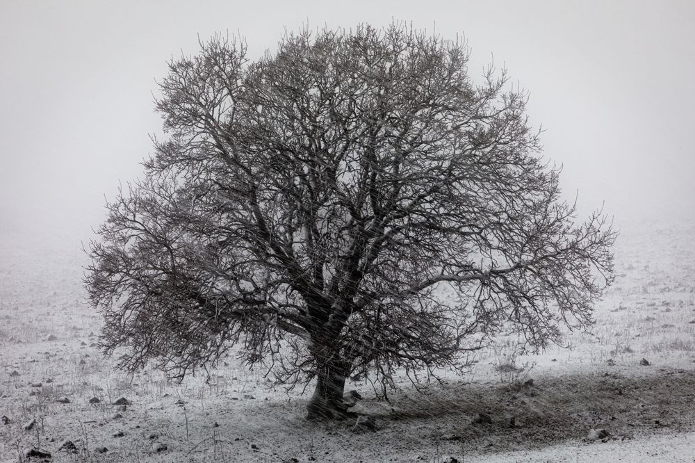 Photograph by Yaniv Abramovitz