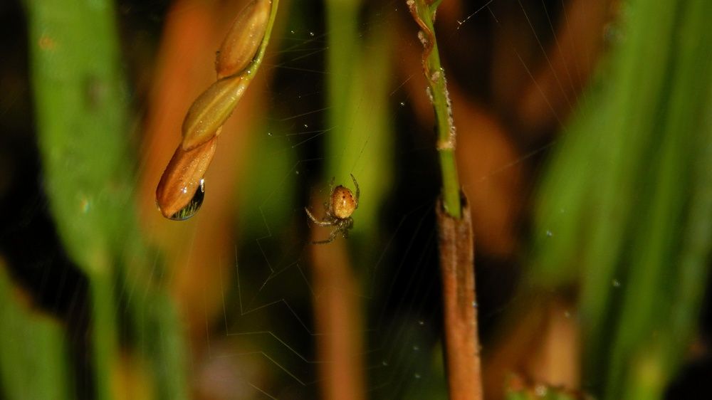 Tiny spider.