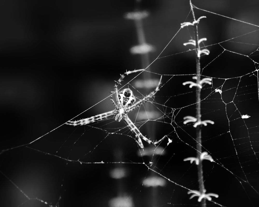 Spider is forming his web