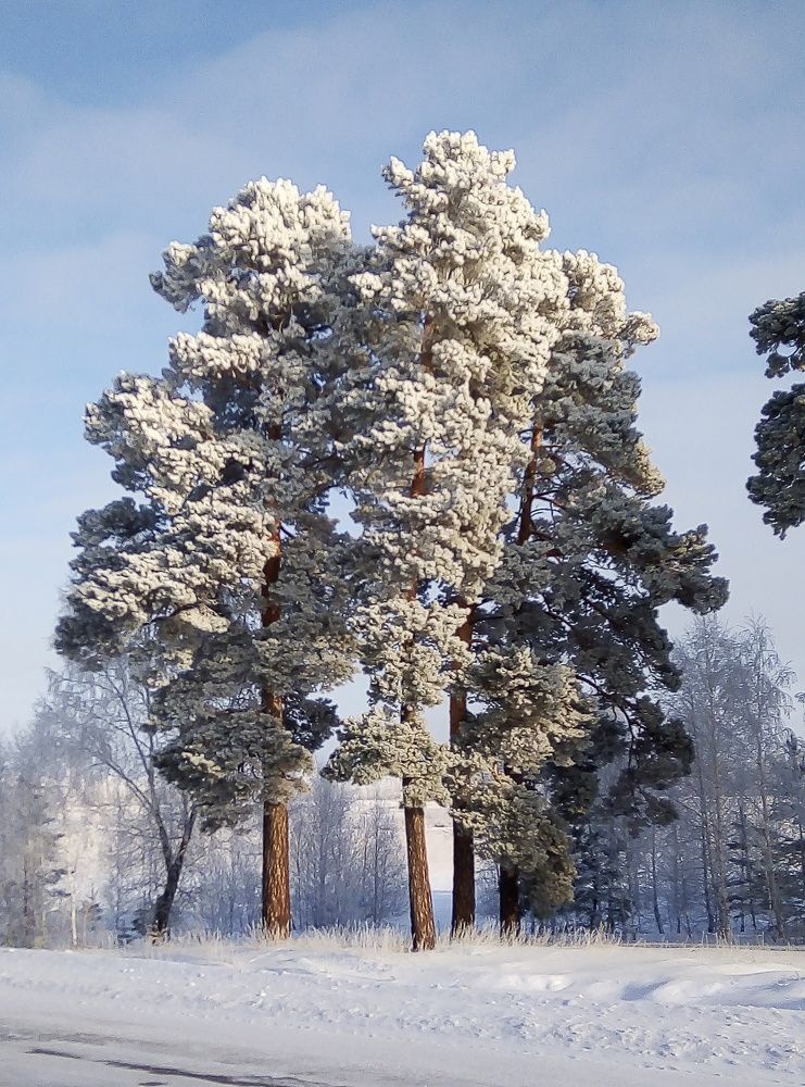 Фотография автора Татьяна Медведчикова