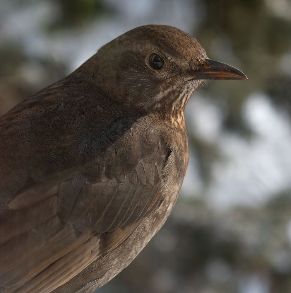 Photograph by Elena Lopatina