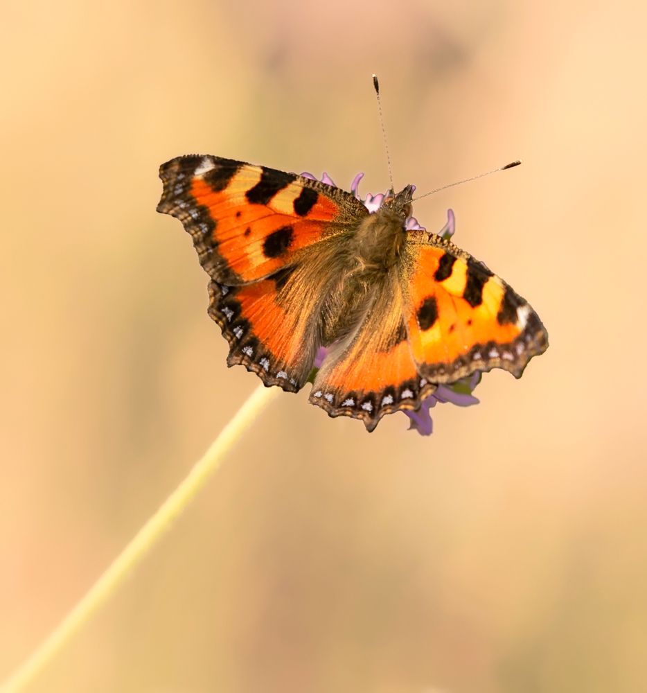 Photograph by Олег Пученков