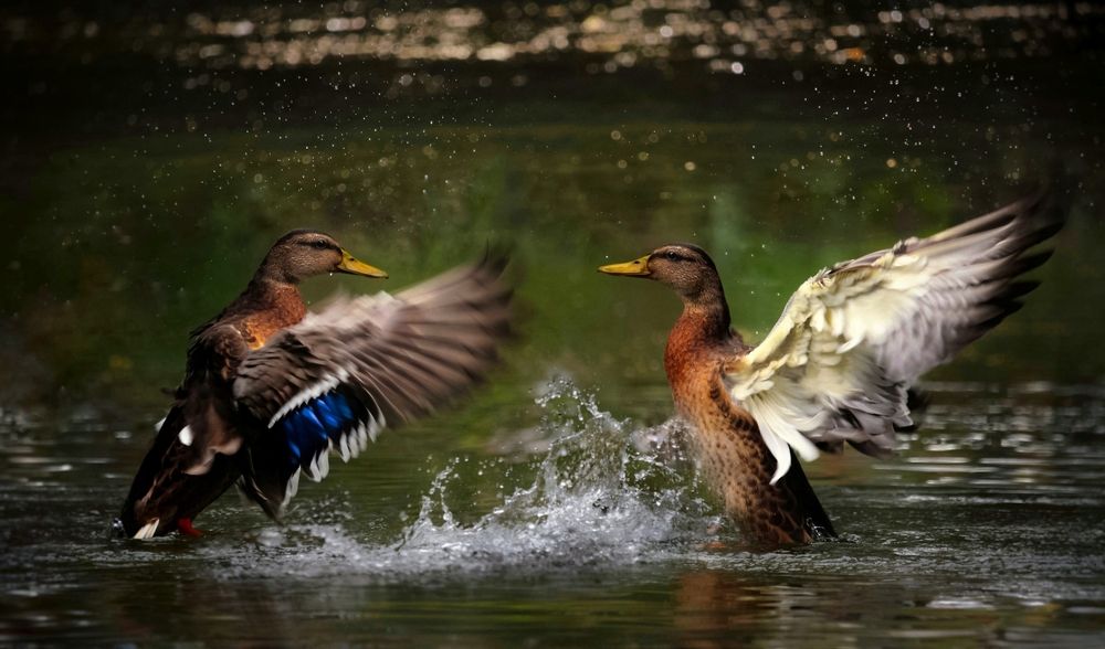 Photograph by Элина Васькова