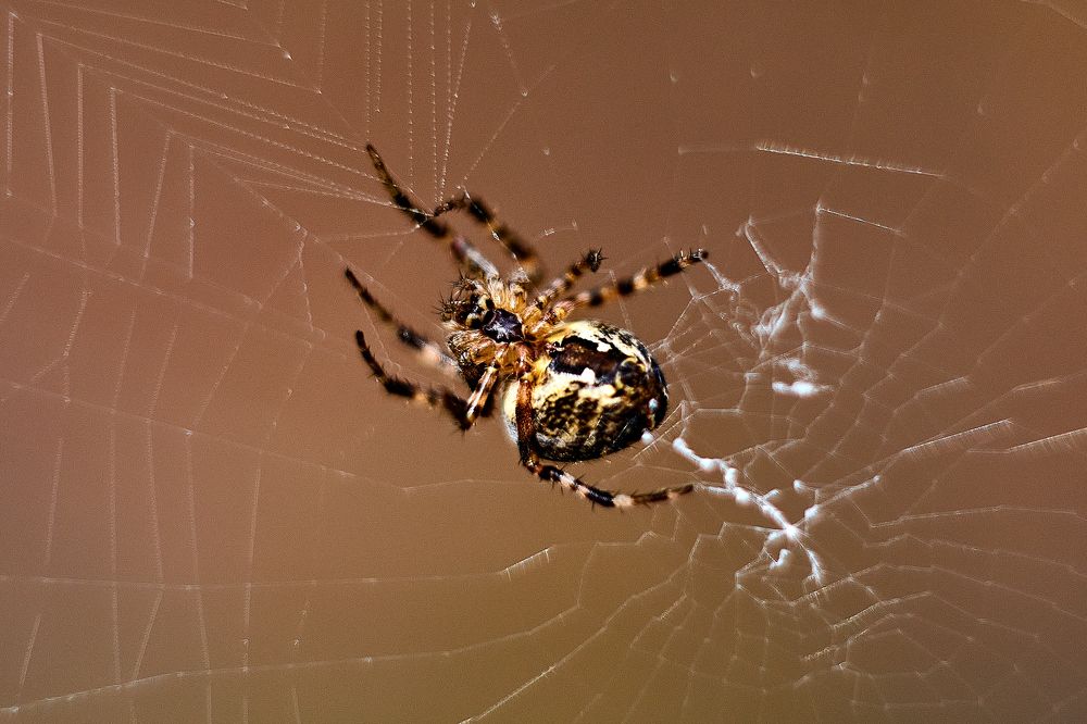 Photograph by Андрей Мольков