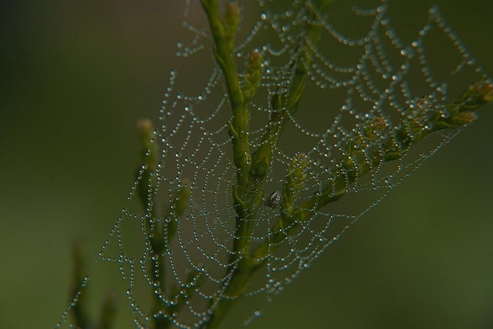 Spider and dew