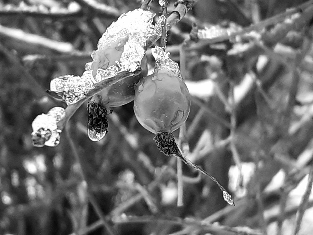 Photograph by Евгения Ульянова