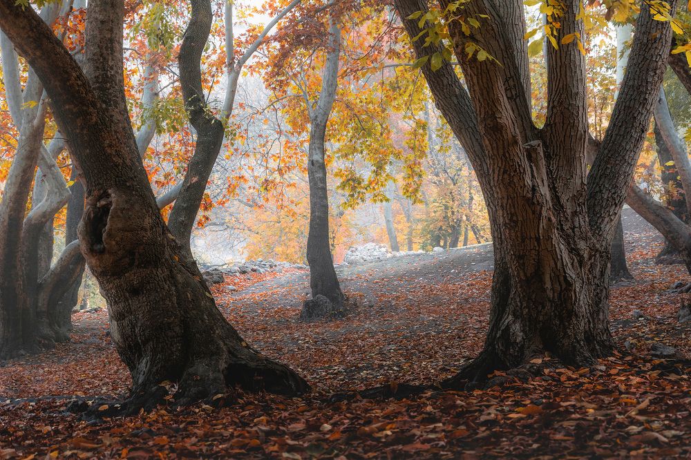 Photograph by Ahmad Mostafapour