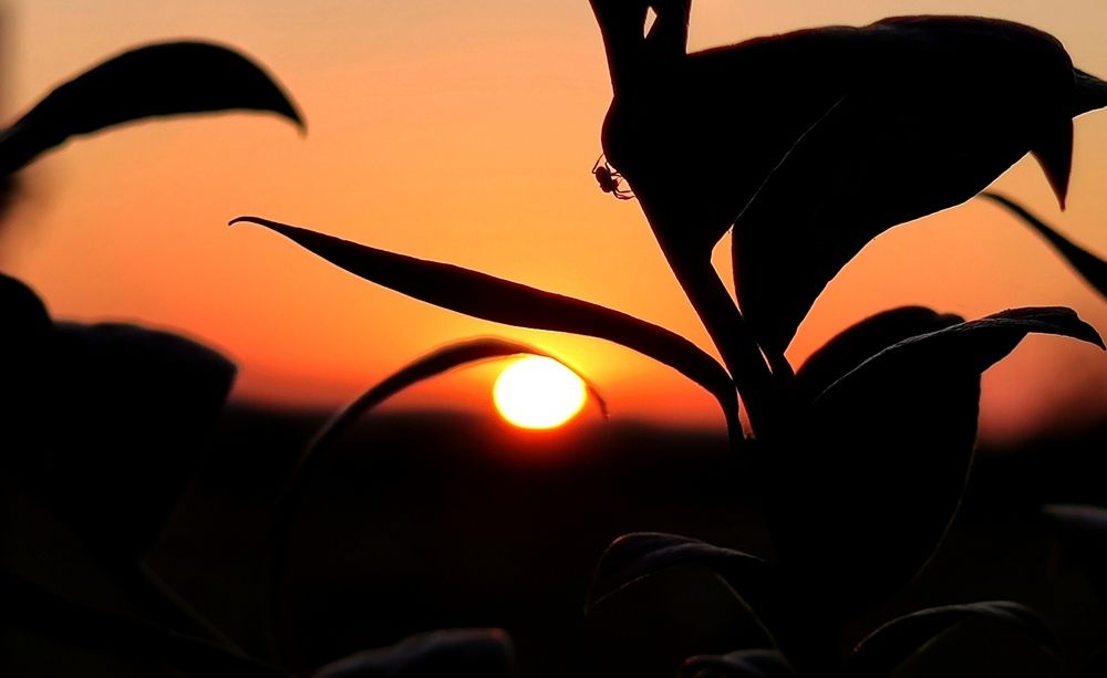 Photograph by Инна Макарчук