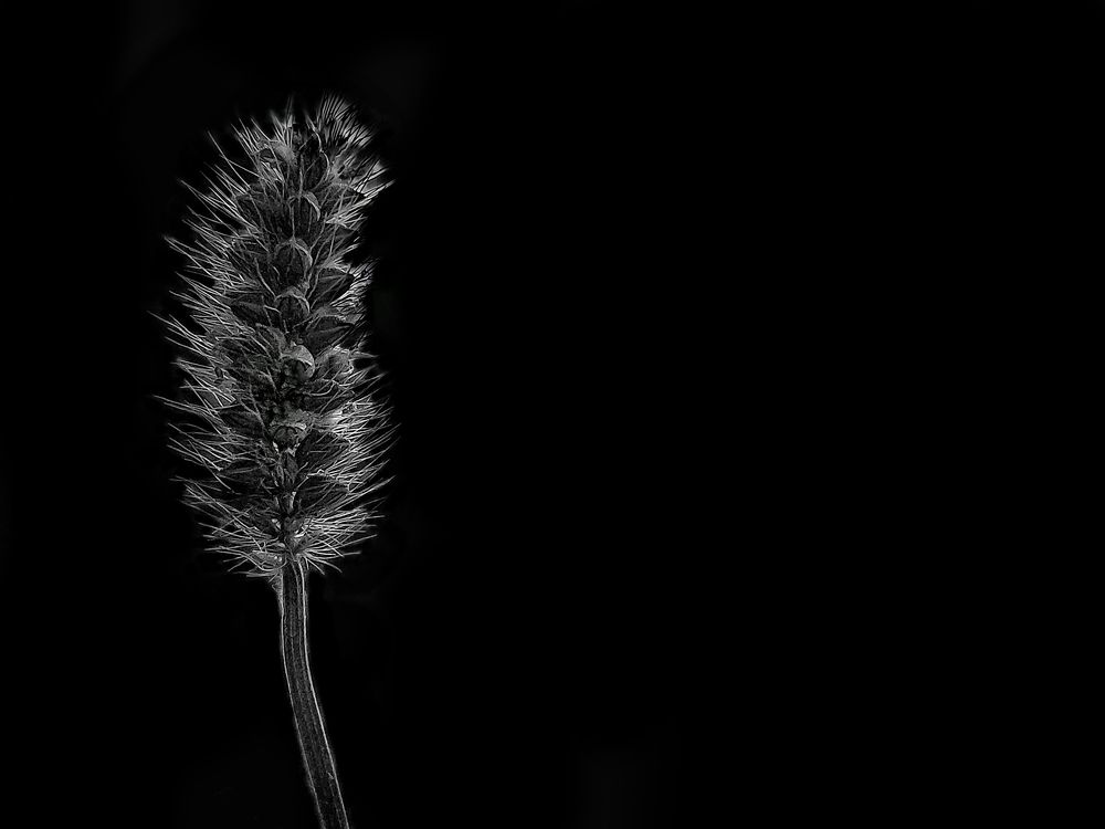 Photograph by minta samiei