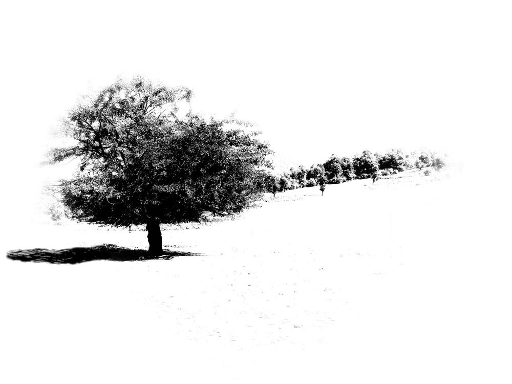 Photograph by shima yousef zade