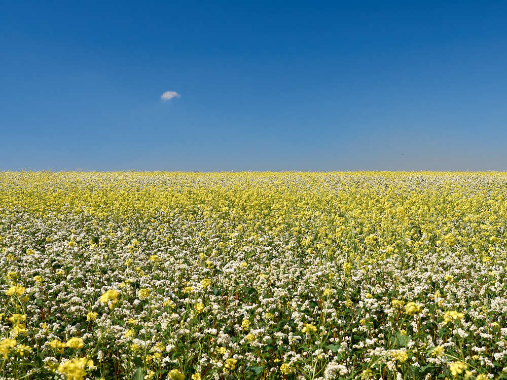 Photograph by Светлана Воробьева