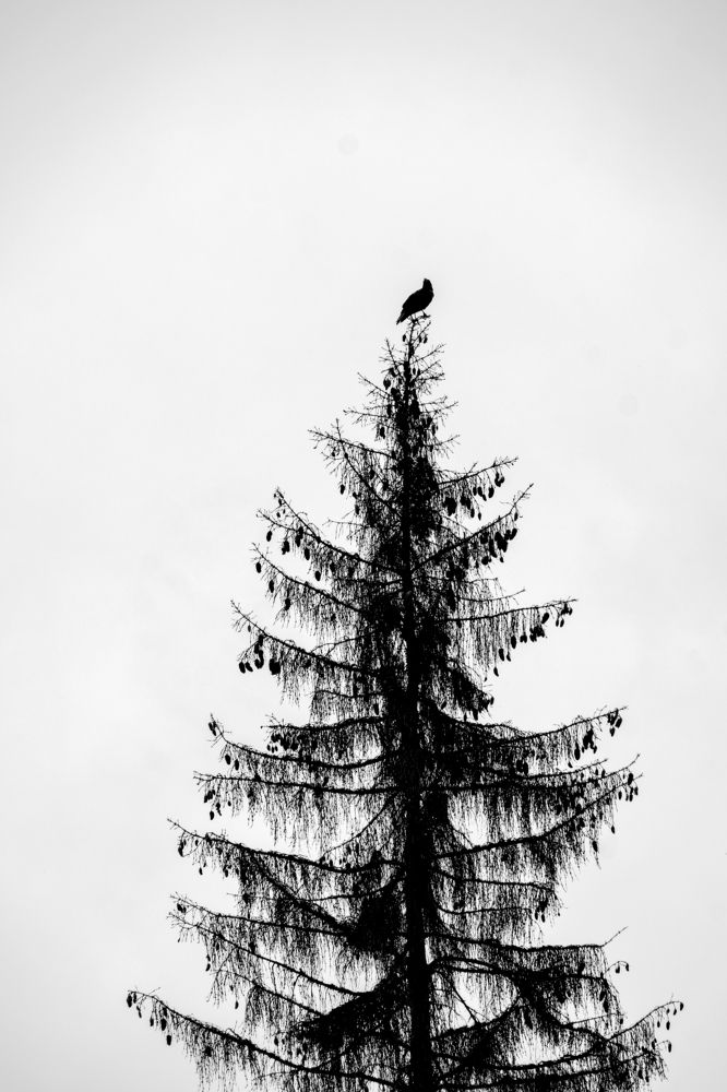 Photograph by Михаил Серебренников