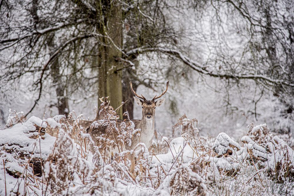 Photograph by Giacomo Giannelli