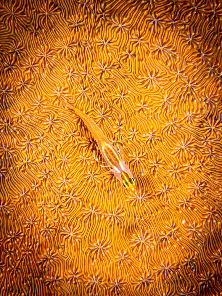 На золотом крыльце лежали…