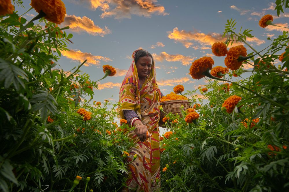 A Woman Picking Marigold