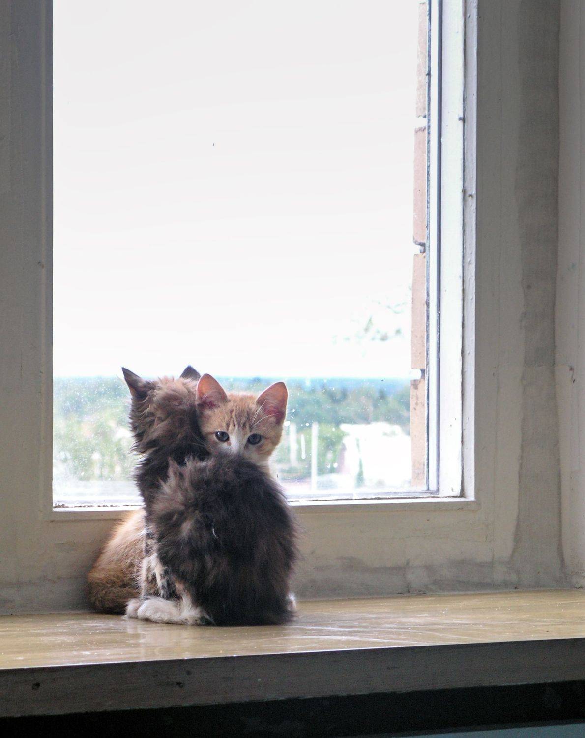 Photo #7107406