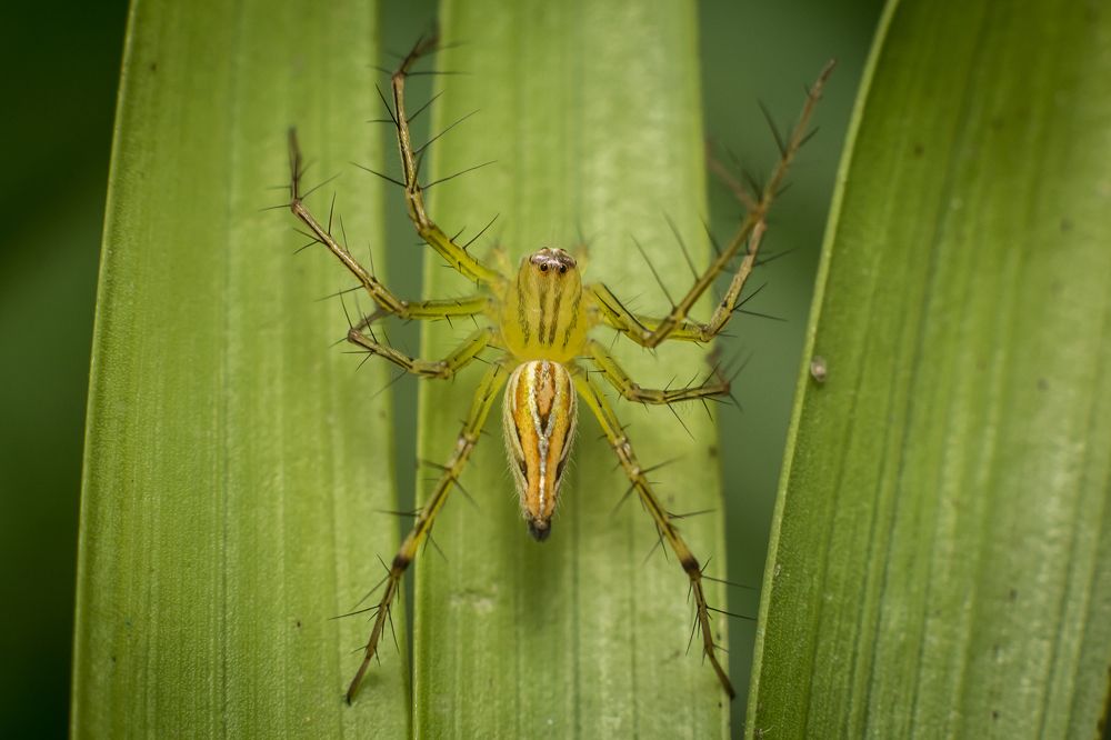 Striped Lynx Spider