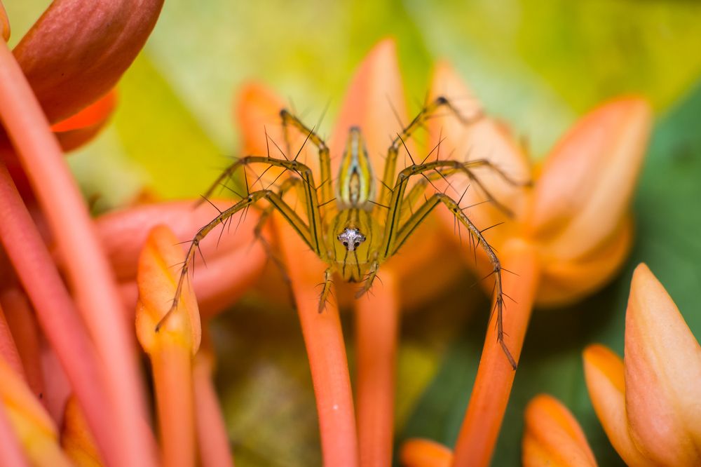 Striped Lynx Spider