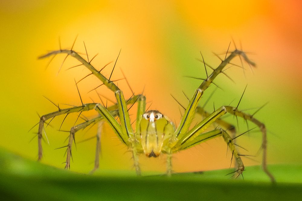 Striped Lynx Spider