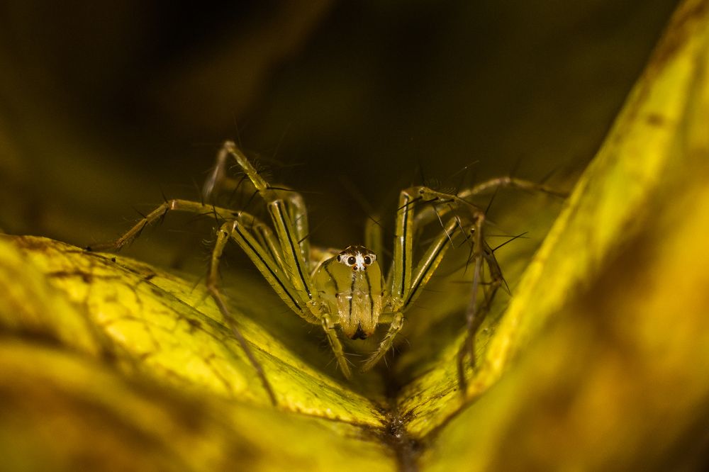 Striped Lynx Spider
