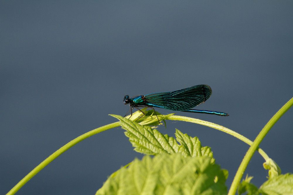 Фотография автора Тимофеев Алексей