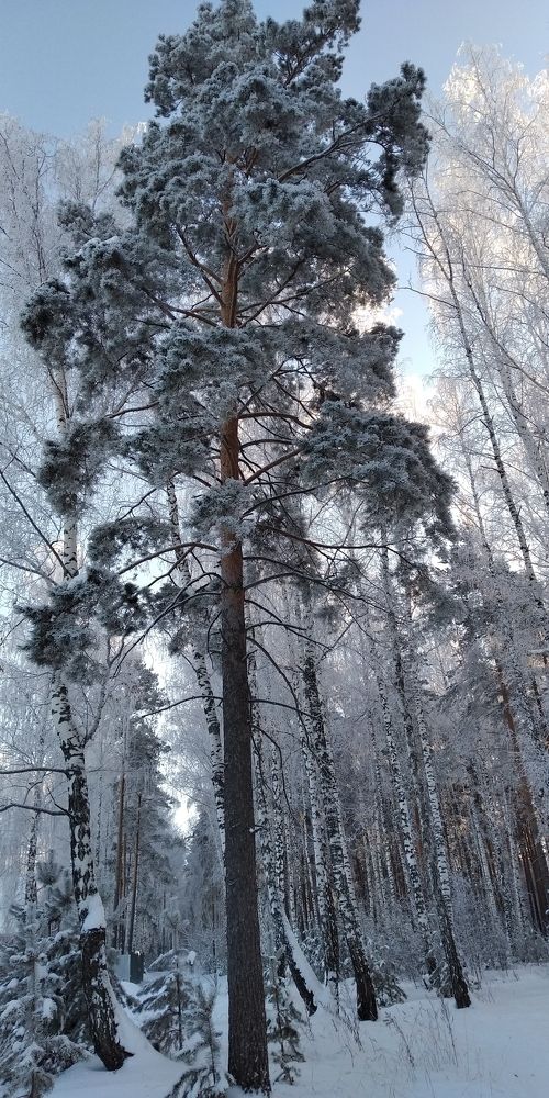 Photo #7108049