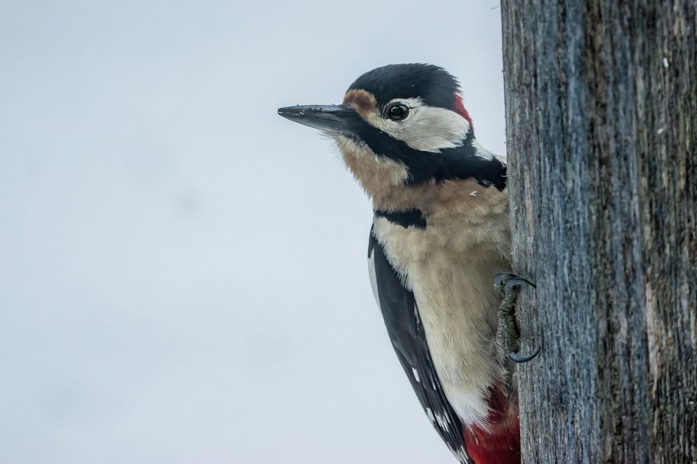 Photograph by Sarah Rührnößl