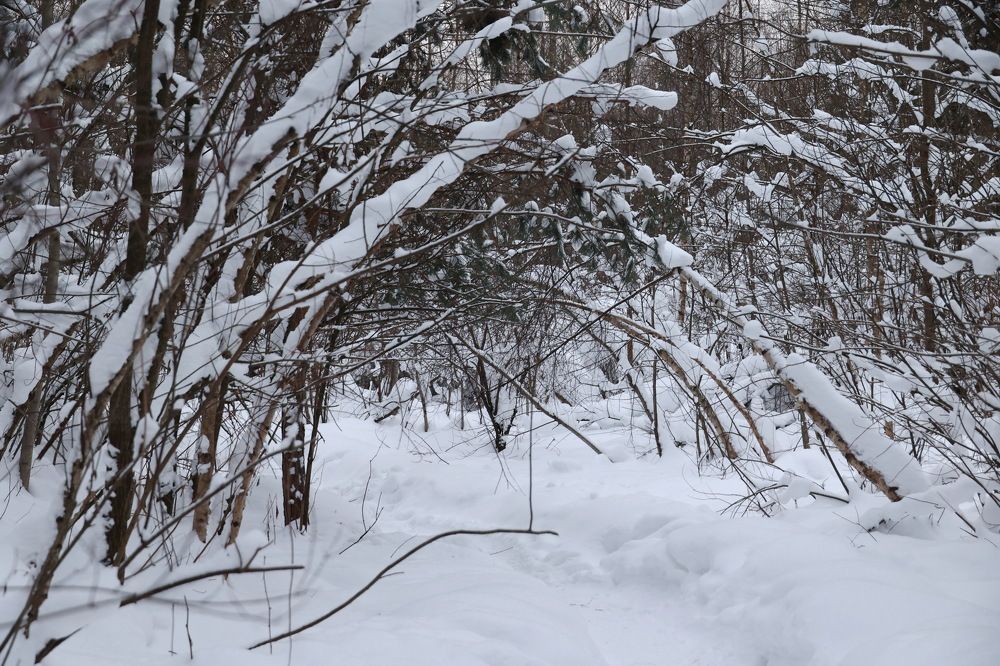 Photograph by Андрей Митькин