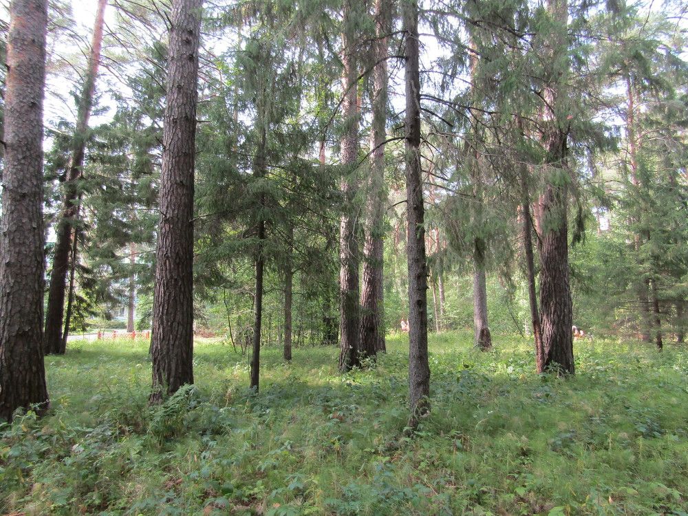 Photograph by Николай Худяков