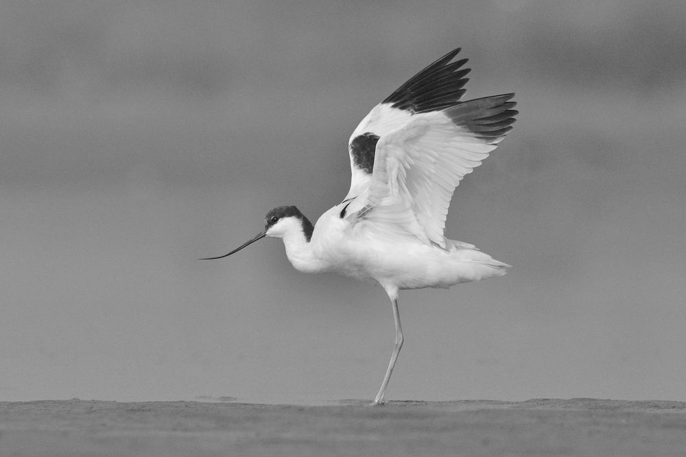 Pied Avocet in Acrobatic Mood