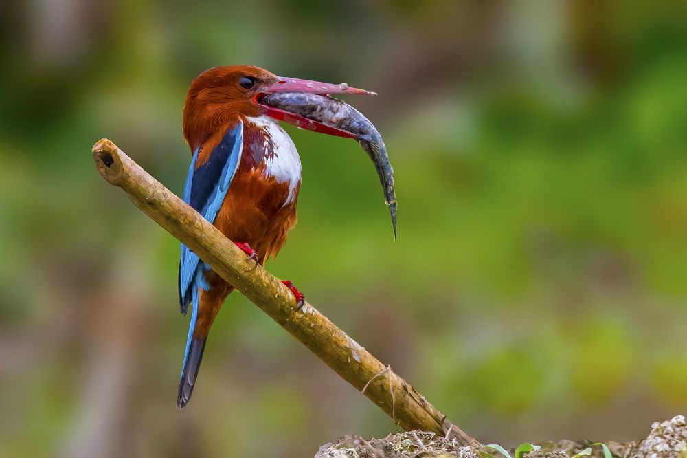 Photograph by SOMDIPTYA CHAKRABORTY