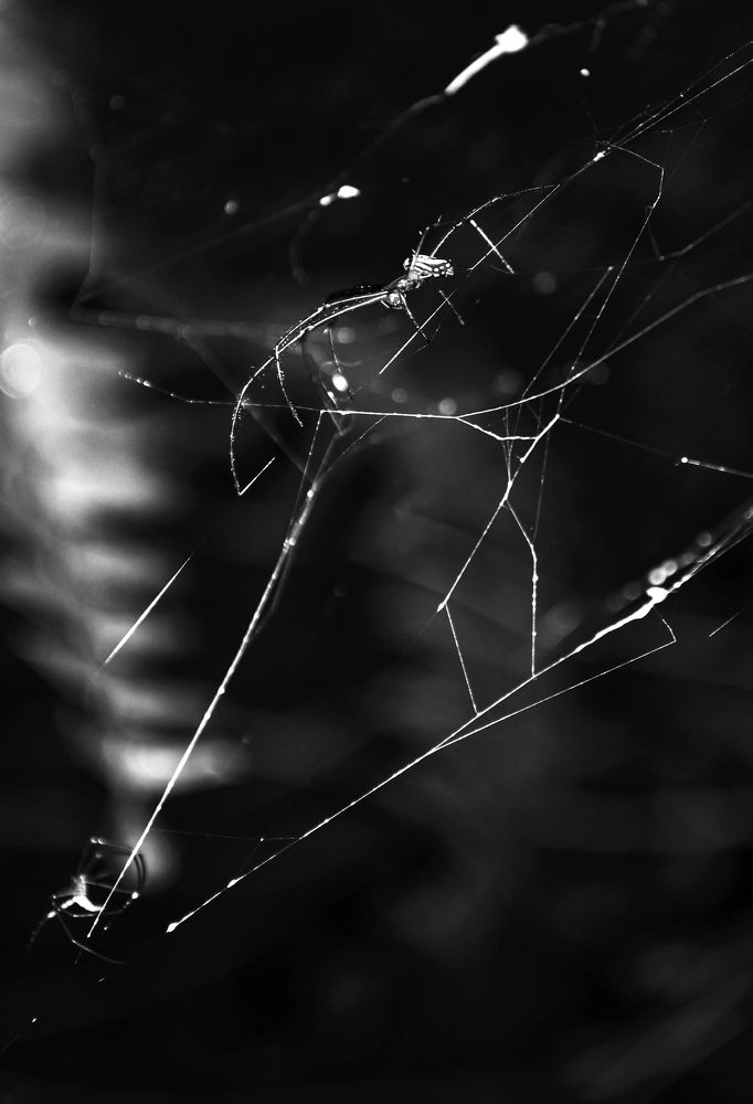 Photograph by Norlys Guerrero Pi