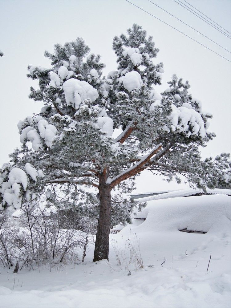 Photograph by Оксана Пешкова