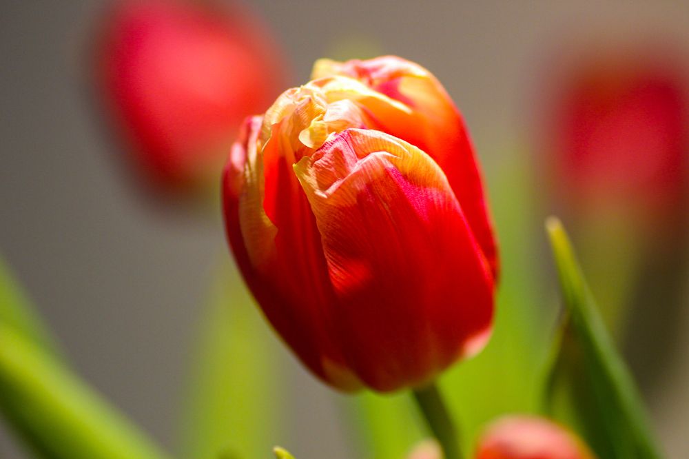 Photograph by Bojana Jevtic